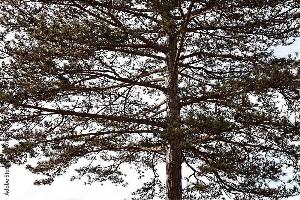 Fototapeta premium Tall pine detail. Conifer branches.