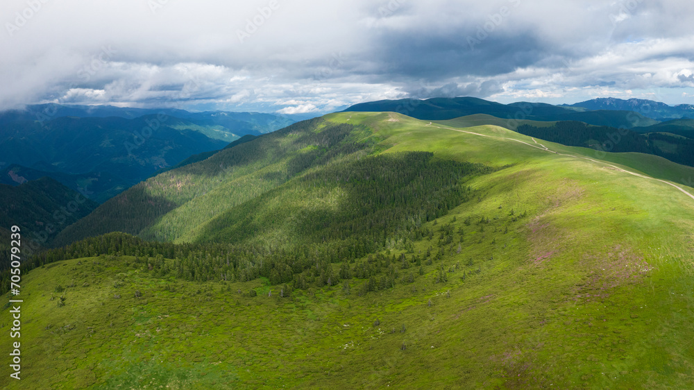 Naklejka premium Aerial view of Ursu peak with its mountain sides populated by mountain pine bushes, that grow at the edge of the forest. Stormy clouds cover the horizon, shade is cast on the pastures. Carpathia, Roma