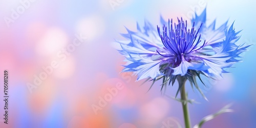 cornflower in front of a blurred colorful background © Ziyan Yang