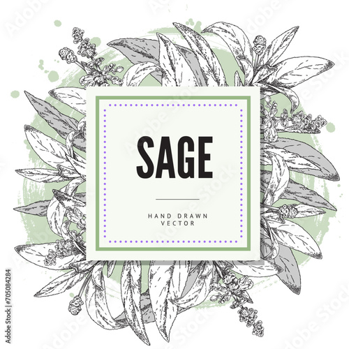 Sage herb hand drawn card or label engraving or sketch vector illustration.