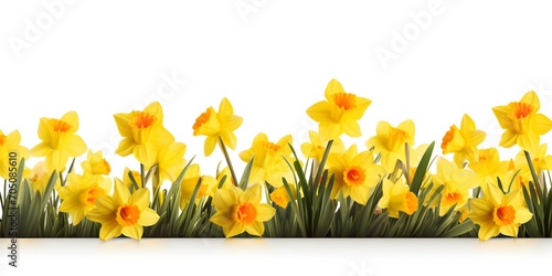 fresh yellow daffodil flower bed isolated on transparent background, overlay texture for happy easter greetings in spring