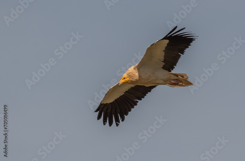 Принти на полотні egyptian vulture in flight