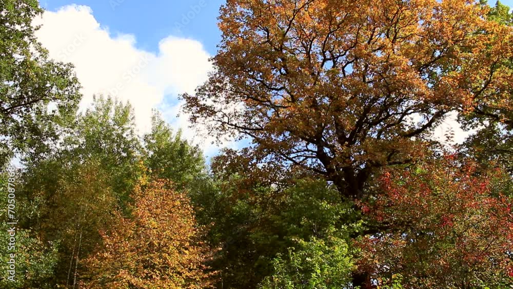 sunny weather in the autumn forest, deciduous forest in the west of Ukraine sunny weather in the autumn forest, deciduous forest in the west of Ukraine