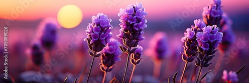 Beautiful lavender flowers in a large lavender field in Provence close-up, Generative AI