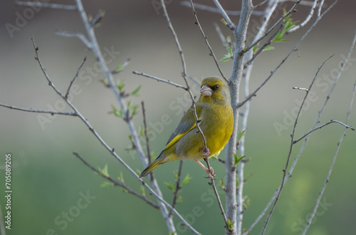 Tableau sur toile European Greenfinch on the branch