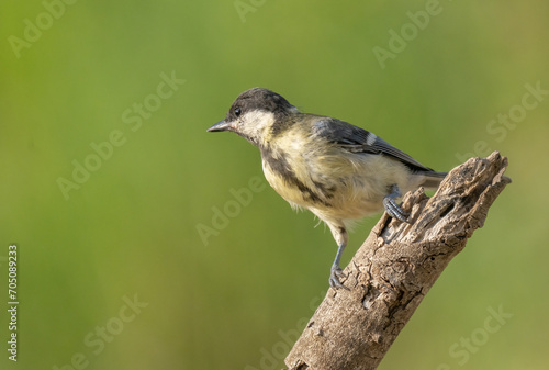 young great tit on the branch 