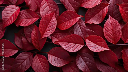 Background of red leaves  natural background and wallpaper  Background group of autumn leaves  Generative AI