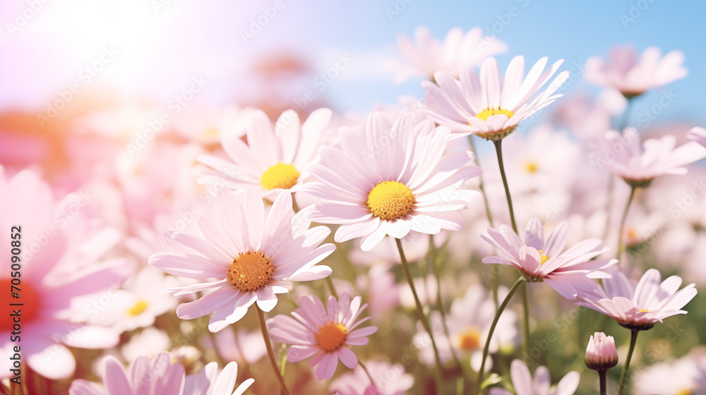 Meadow with lots of white and pink spring daisy flowers in sunny day, Ai generated image Meadow with lots of white and pink spring daisy flowers in sunny day, Ai generated image