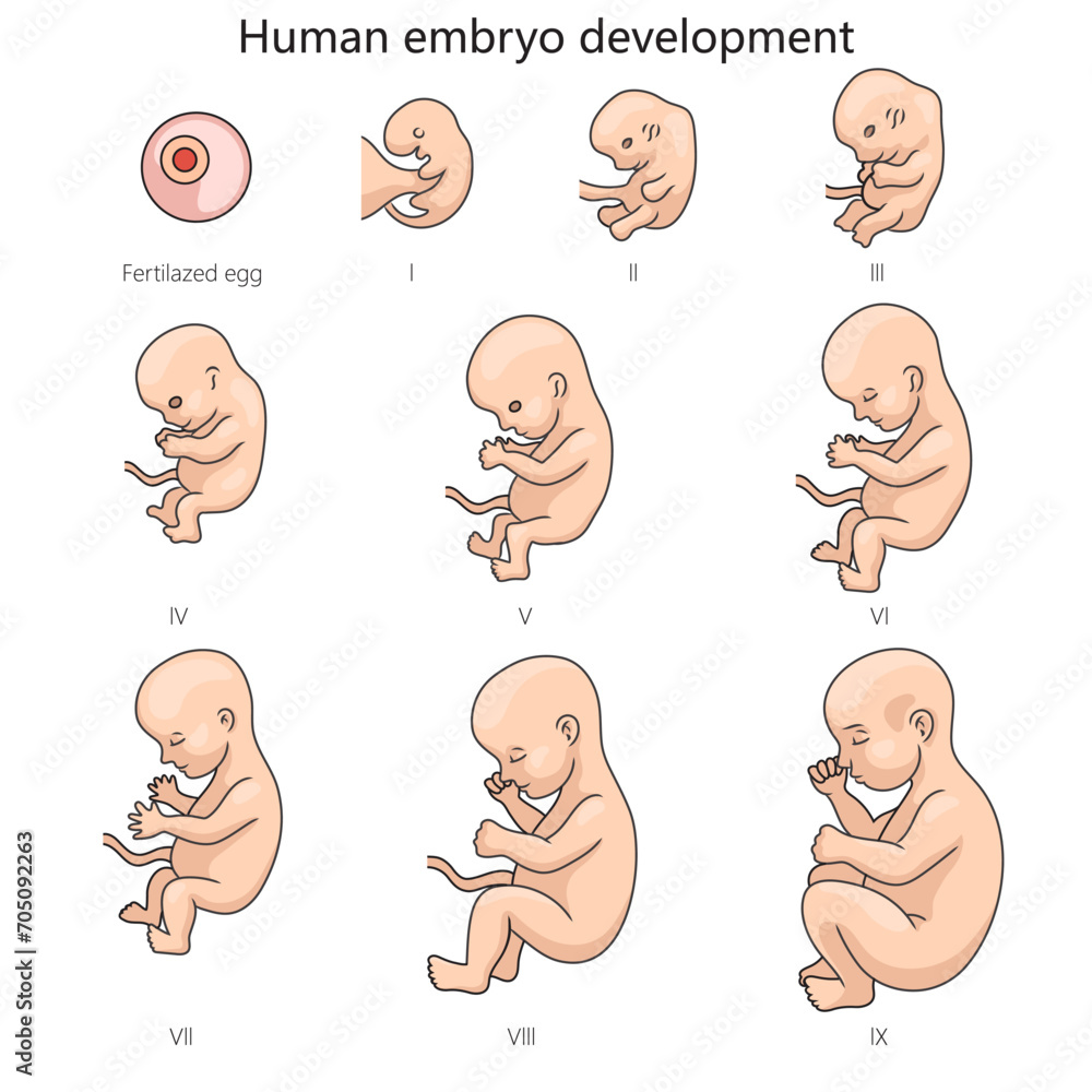 Stages of human embryo fetal development diagram hand drawn schematic ...