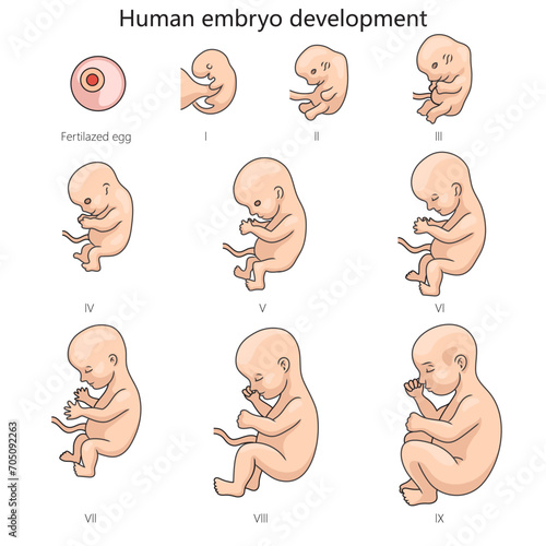 Stages of human embryo fetal development diagram hand drawn schematic vector illustration. Medical science educational illustration