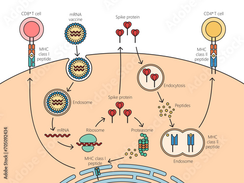 COVID mRNA vaccine mechanism of action diagram hand drawn schematic vector illustration. Medical science educational illustration
