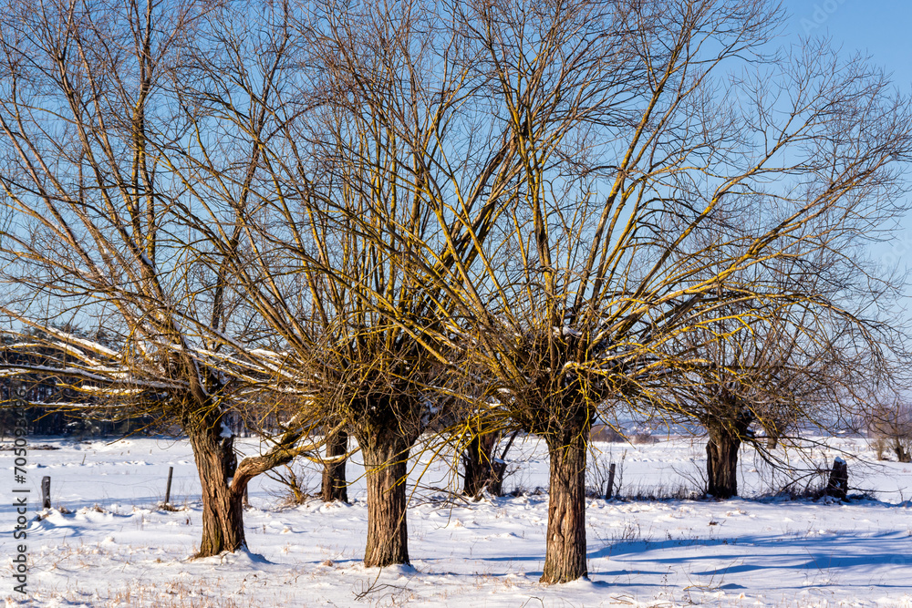 Zimowe wędrówki Doliną Narwi, Podlasie, Polska