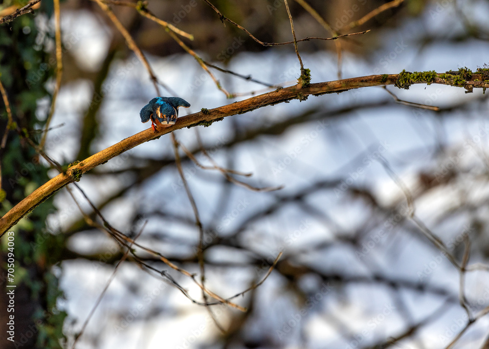 Common Kingfisher (Alcedo atthis) Outdoors Common Kingfisher (Alcedo atthis) Outdoors