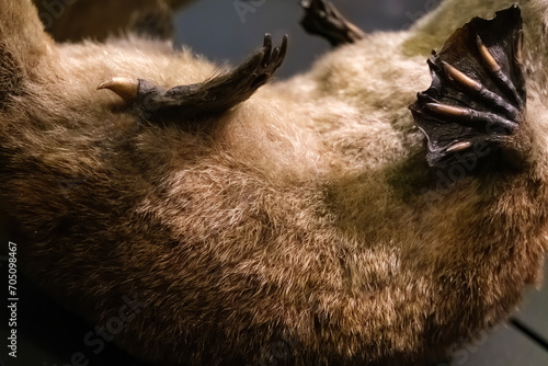 Stinger of a platypus, with toxic venom.