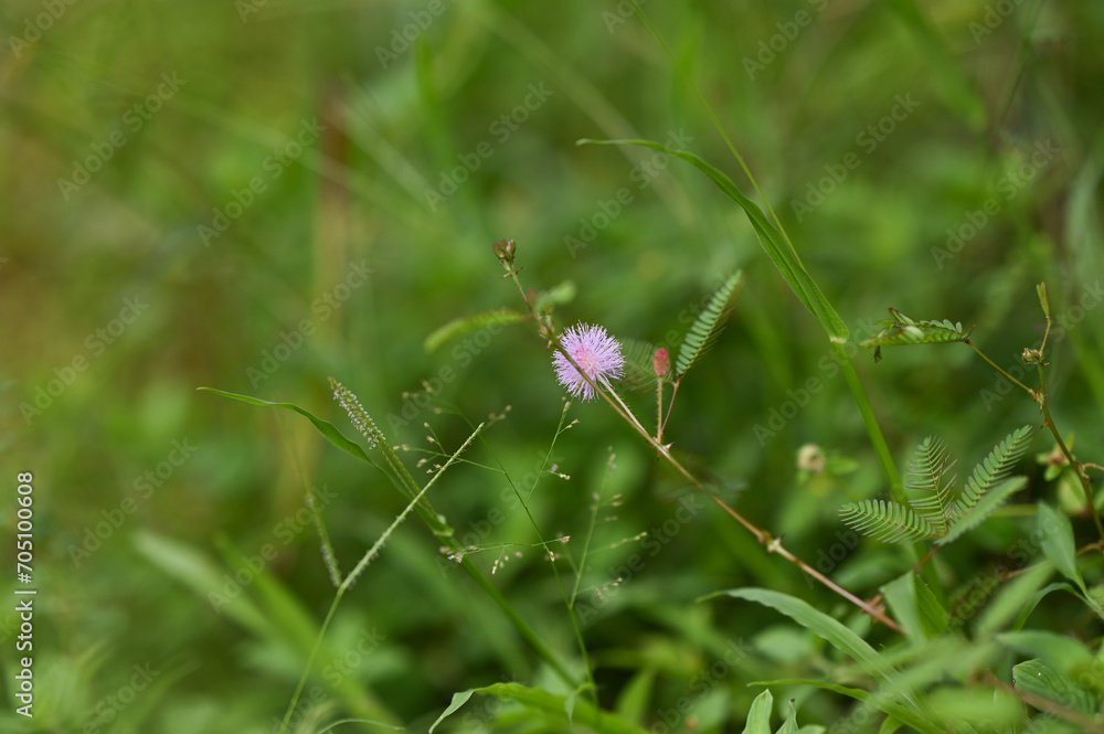 Flower of Shameplant also known as Mimosa pudica, Sleepy plant Flower of Shameplant also known as Mimosa pudica, Sleepy plant
