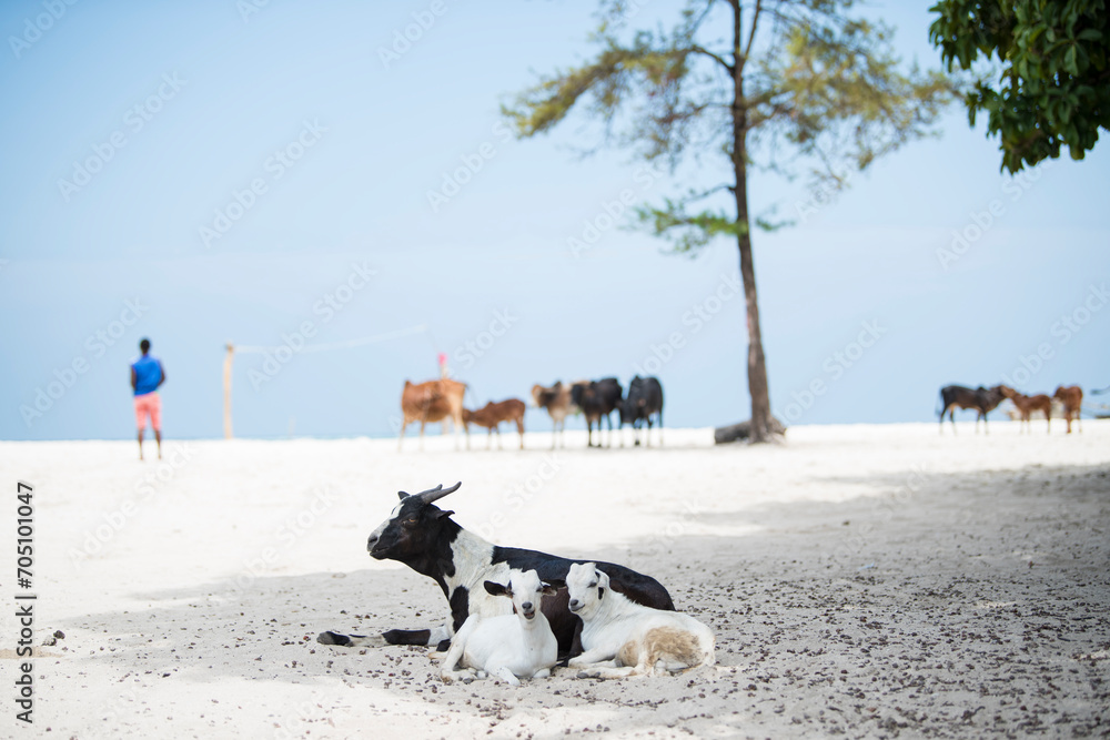 Zanzibar City, Tanzania-January 02,2019: Animals on the beach of Zanzibar Island,