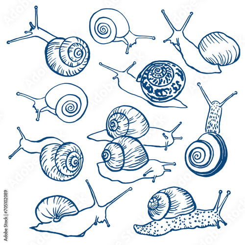  Hand drawn  vector snails , snail illustration , sketch ,grape snail , cochlea , sloth , line art	