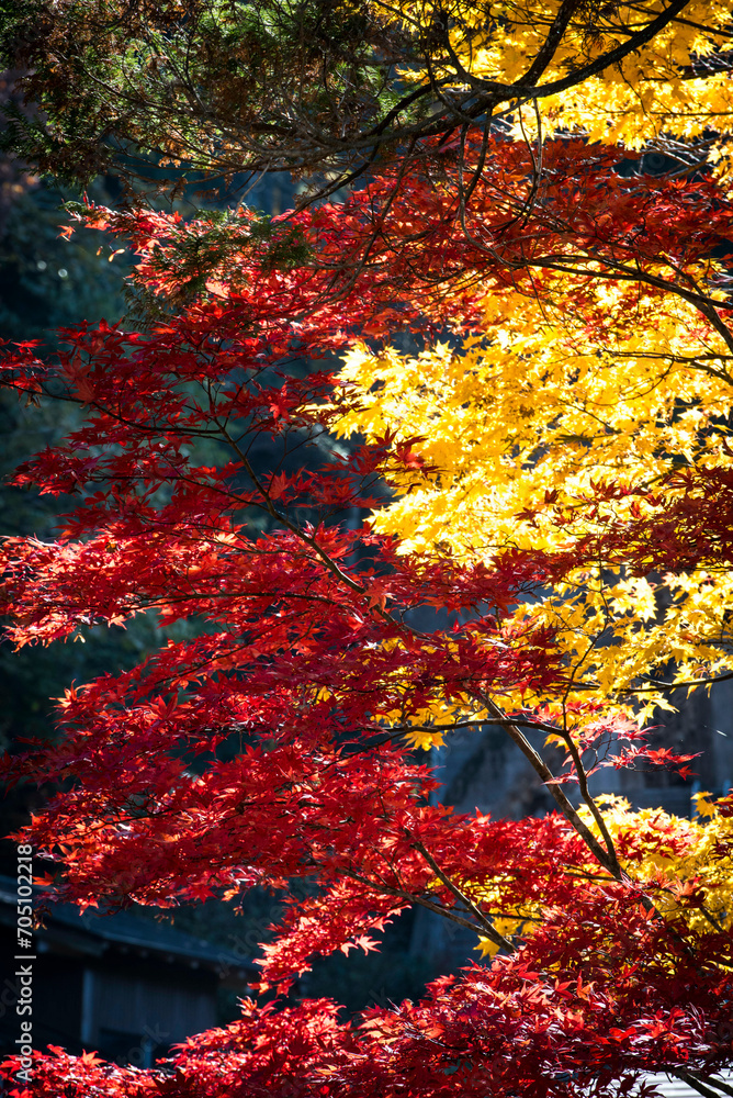 feuillages d'automne à Shirakawago, Japon