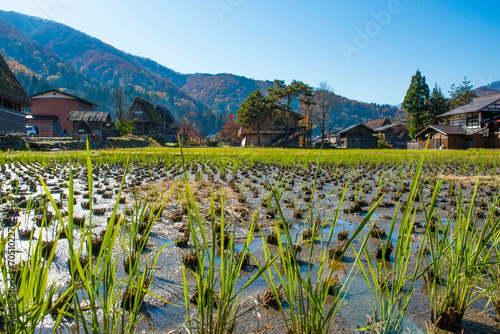 rizière à Shirakawa-go, Japon