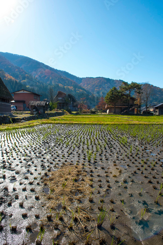 rizière à Shirakawa-go, Japon photo