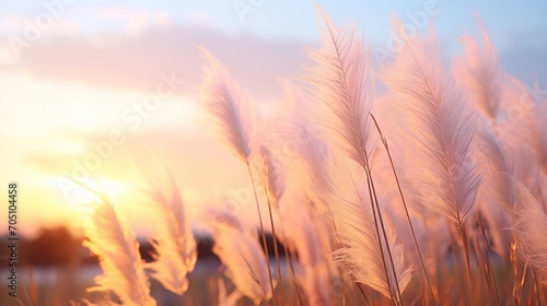 Tall  wispy pampas grass against a pastel sunset sky  swaying in the breeze