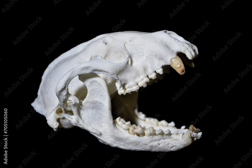 Pulpitis, innermost tissue in tooth becomes inflamed. Pulpitis, innermost tissue in tooth becomes inflamed.