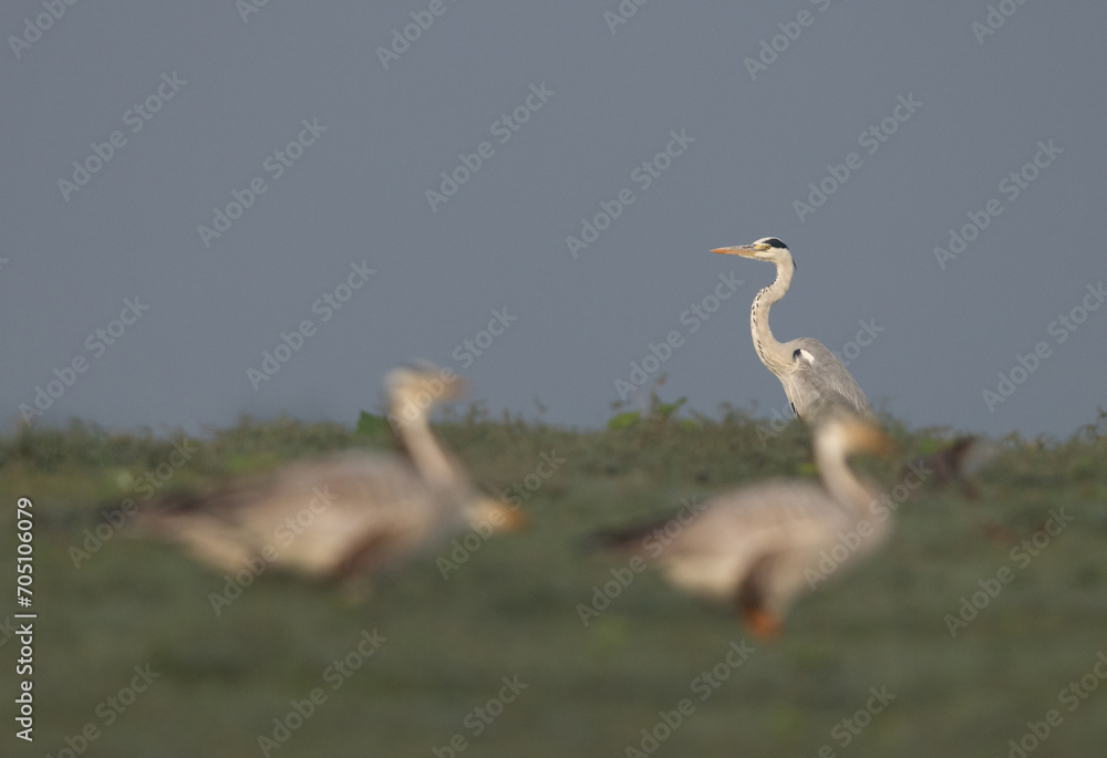 Fototapeta premium Selective focus on Grey heron with Bar-headed goose at the foreground Bhigwan bird sanctuary, India