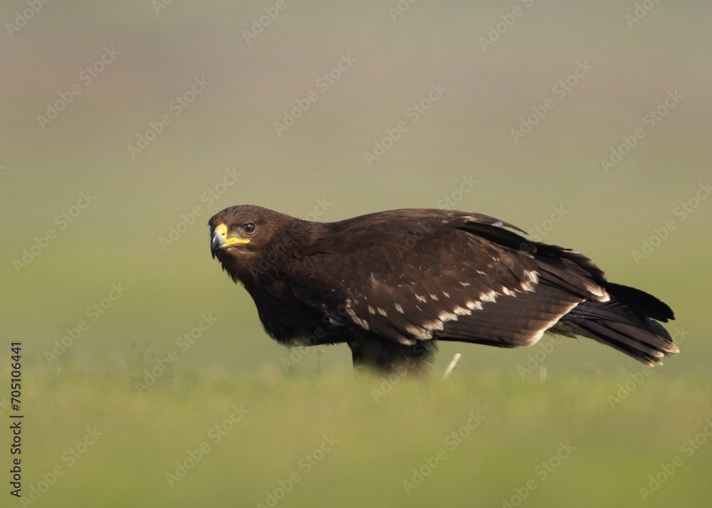 Obraz premium Greater spotted eagle percehd on ground at Bhigwan bird sanctuary, Maharashtra