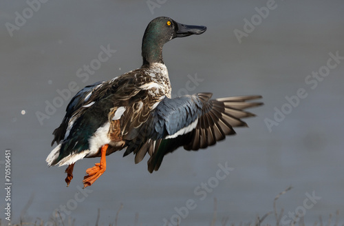 Northern Shoveler flying  at Bhigwan bird sanctuary, India © Dr Ajay Kumar Singh