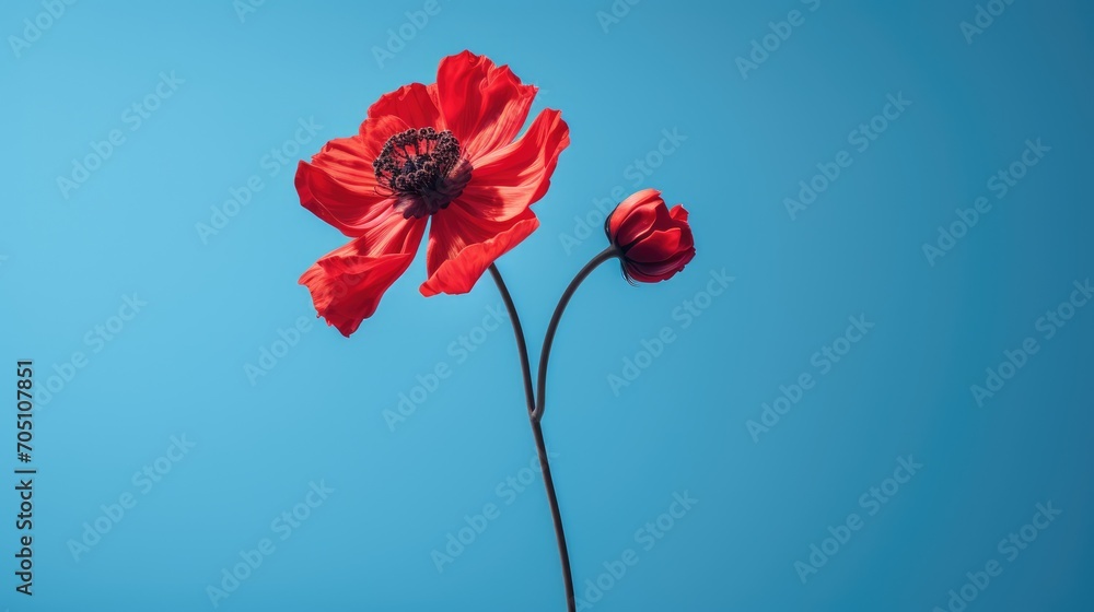 red poppy on blue background - obrazy, fototapety, plakaty 