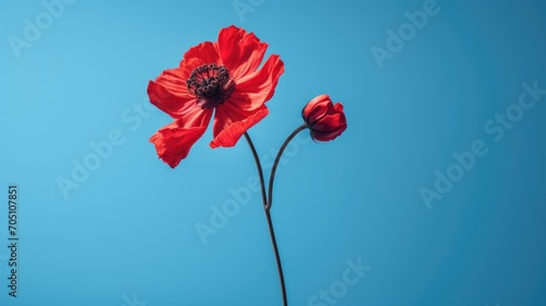 red poppy on blue background