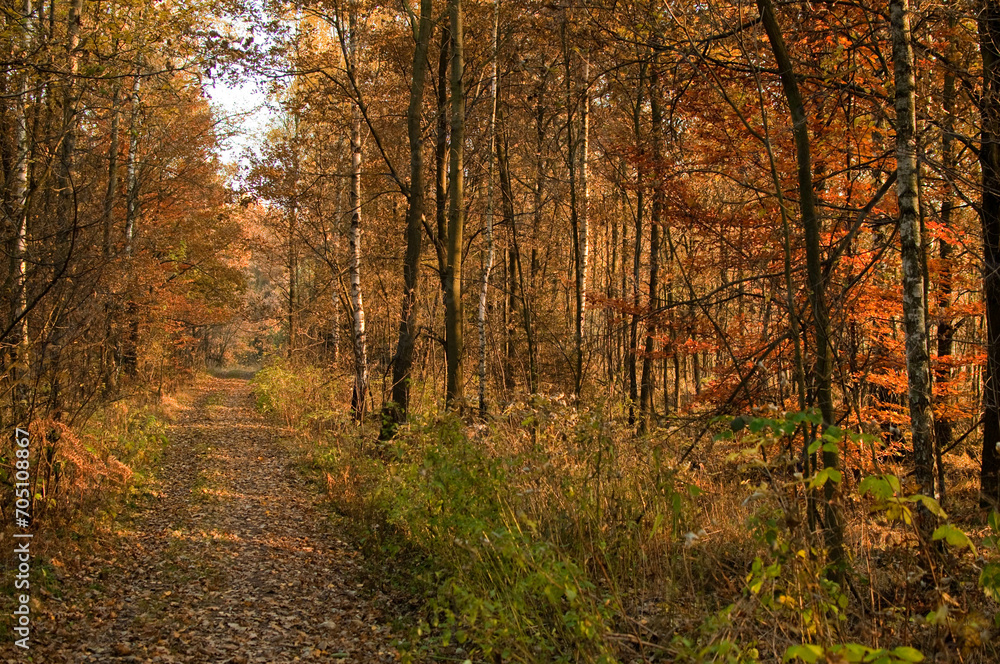 Fototapeta premium Polski krajobraz, jesień drzewa, park, las, góry