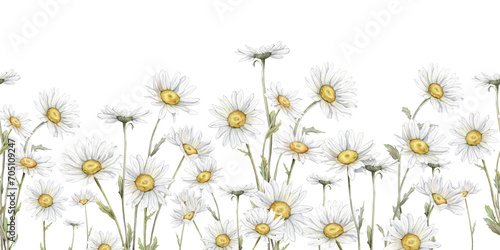 Watercolor Daisy seamless border. Hand drawn illustration of Chamomile. bouquet of white blossom flowers on isolated background. Drawing botanical clipart invitation card. Hand painted wildflower