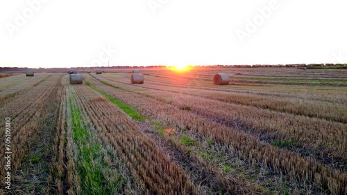 Many bales of wheat straw twisted into rolls with long shadows after wheat harvest lie on field during sunset sunrise. Flying over straw bales rolls on field. Aerial drone view. Agricultural landscape photo