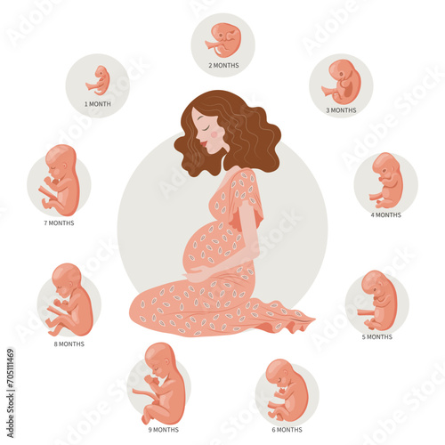 Pregnant woman and baby embryos at different stages of development. The concept of medicine and healthcare. Illustration, vector
