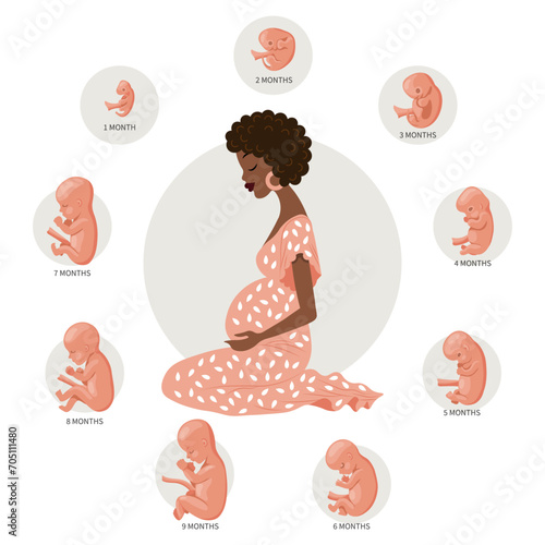 Pregnant woman and baby embryos at different stages of development. The concept of medicine and healthcare. Illustration, vector