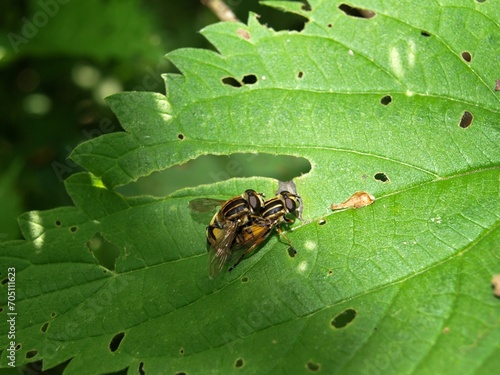 Beautifully captured fly in detail. Photographed in nature. © Jaroslava