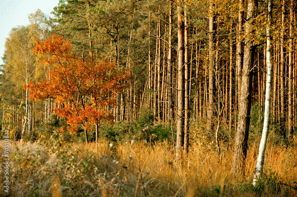 Polski krajobraz, jesień drzewa, park, las, góry Polski krajobraz, jesień drzewa, park, las, góry
