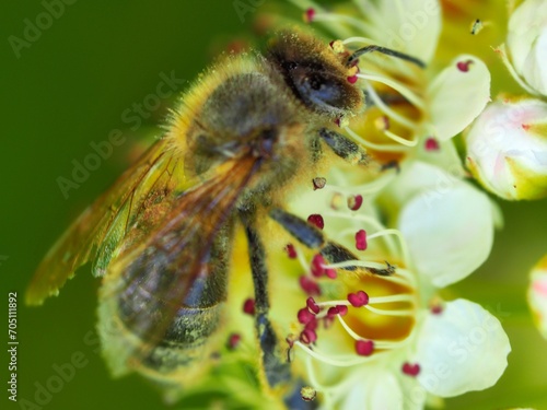 Bee during summer pollination, Czech Republic. © Jaroslava