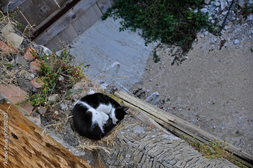 Kotek śpiący na murze