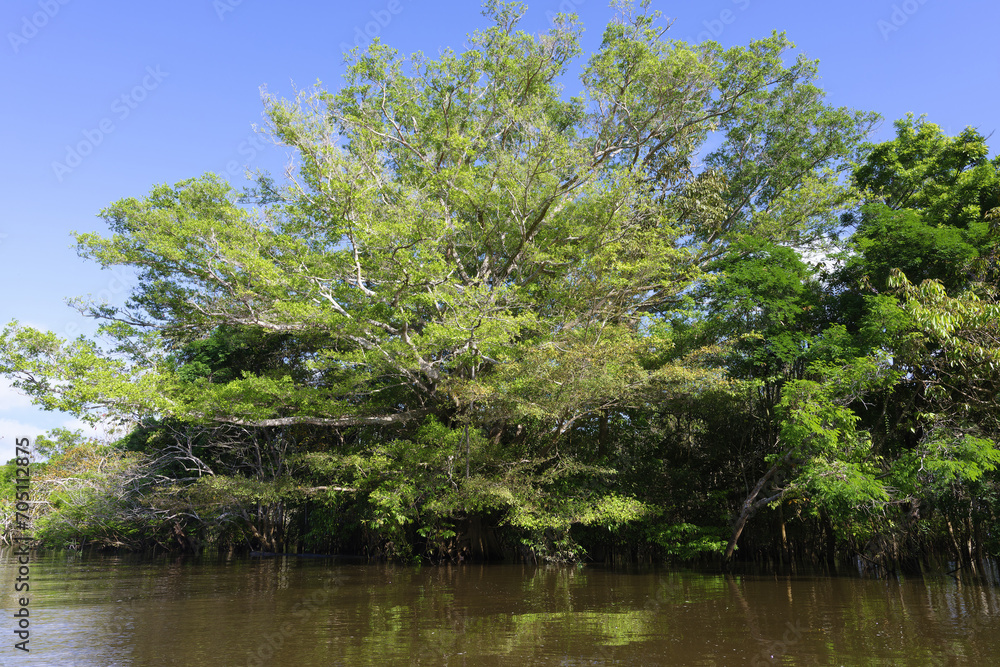 Flooded forest, Amazonas state, Brazil Flooded forest, Amazonas state, Brazil