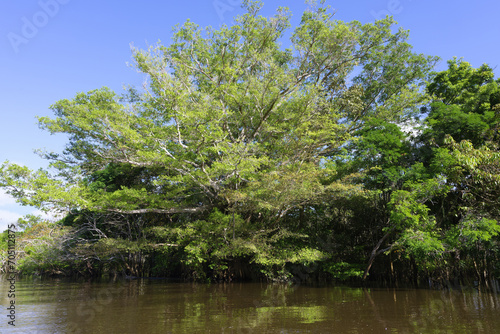 Flooded forest, Amazonas state, Brazil