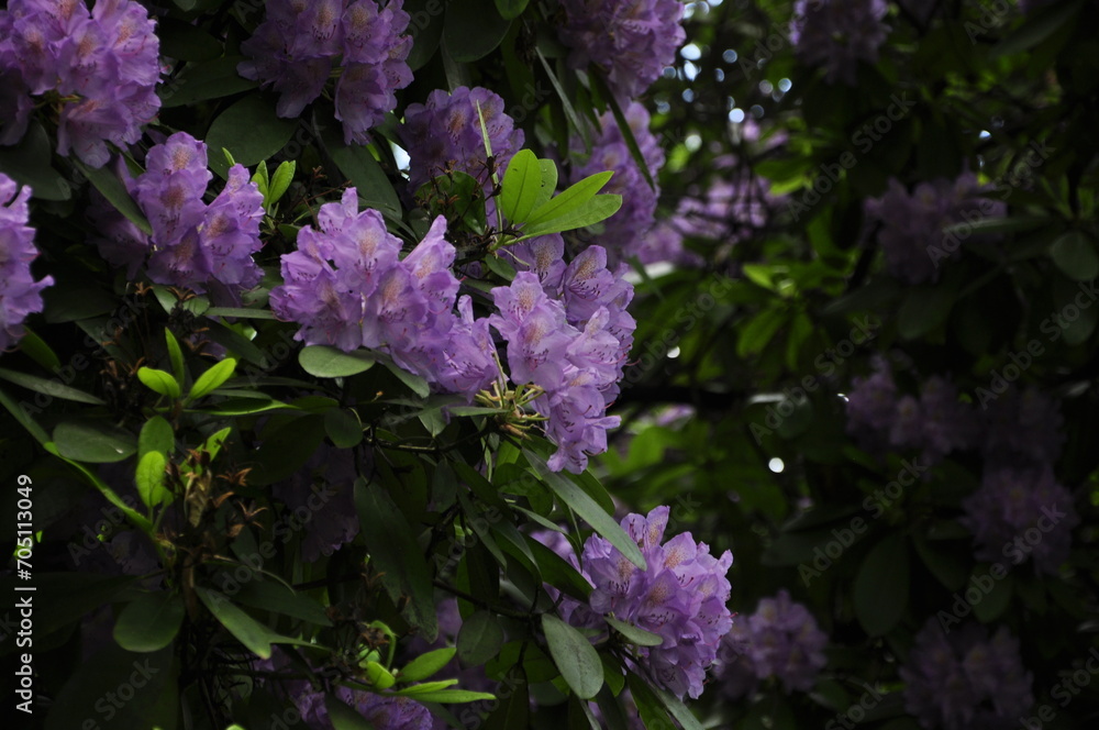 Kwitnący rododendron, krzew, ogród, park, wiosna Kwitnący rododendron, krzew, ogród, park, wiosna