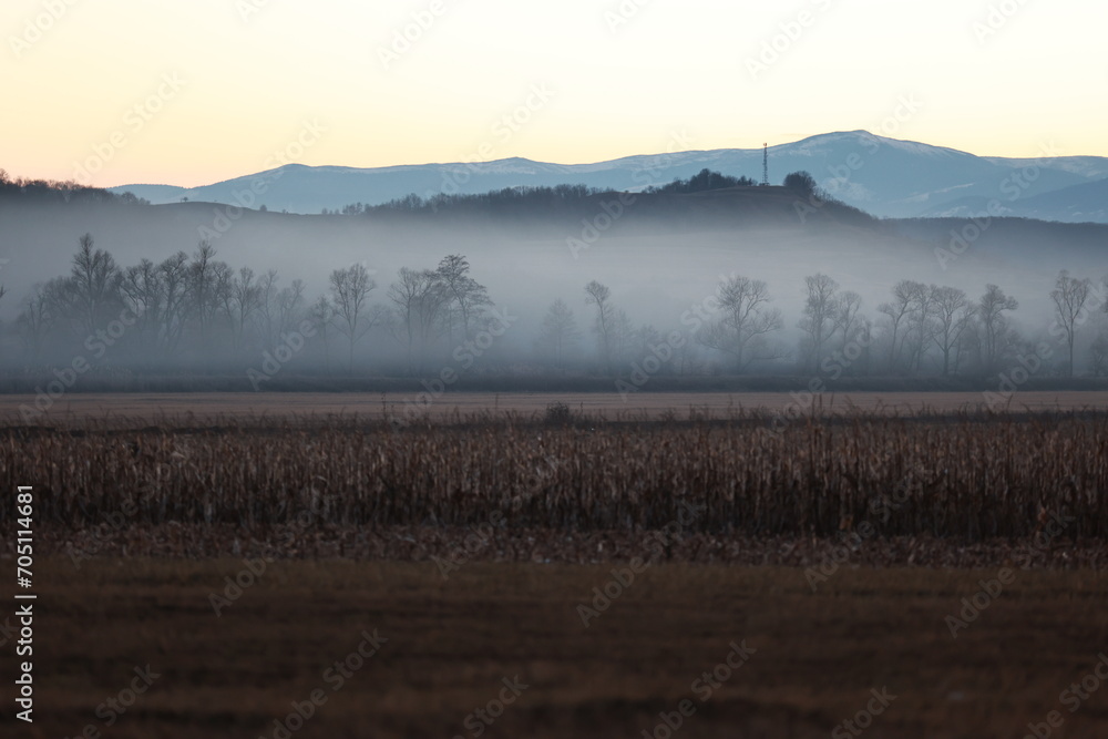 Dry corn field and fog. Autumn atmosphere.