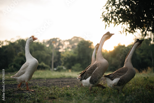 animal farm concept, flock of goose living in nature field of bird farming outdo Fototapet