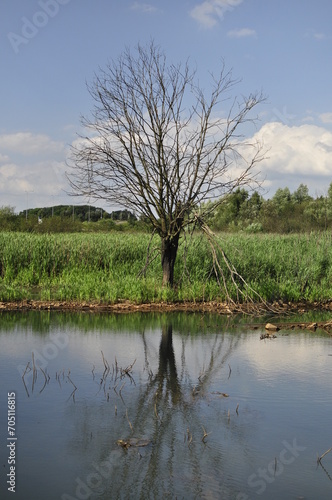 Samotne drzewo nad stawem