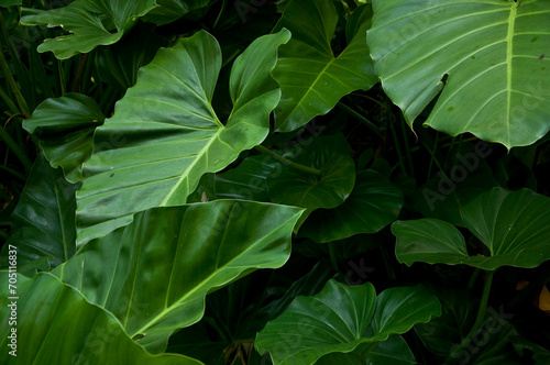 Egzotyczna roślina, Kuba, Karaiby
