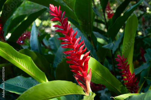Egzotyczny kwiat w ogrodzie botanicznym na Kubie