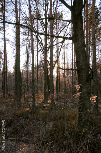 Jesień w Polsce. Las, park, jezioro. Drzewa pokryte kolorowymi liśćmi.