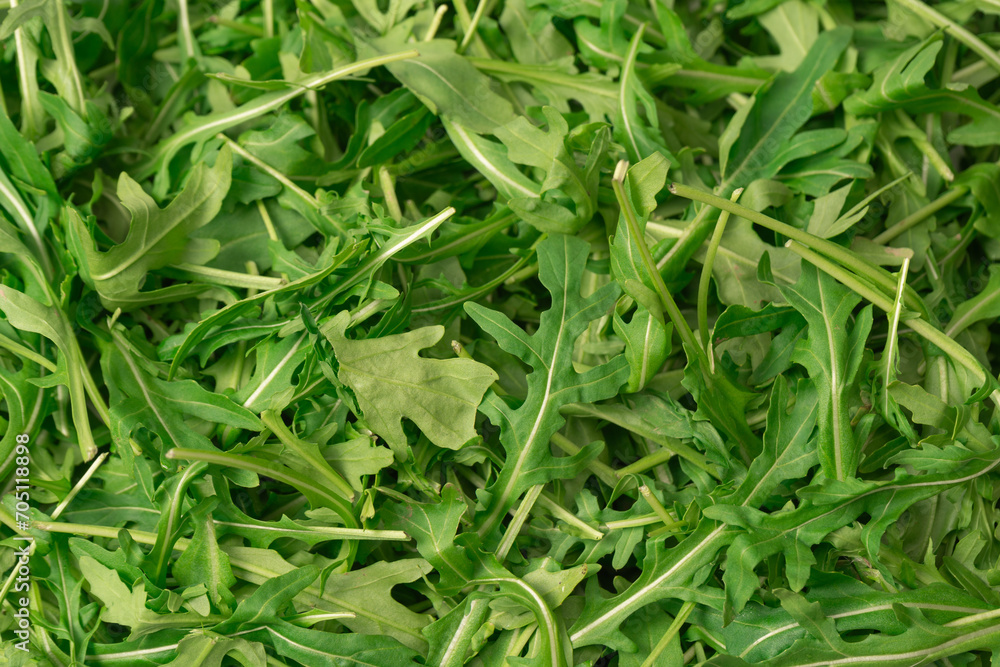 Fresh leaves of arugula as a background. Fresh leaves of arugula as a background.